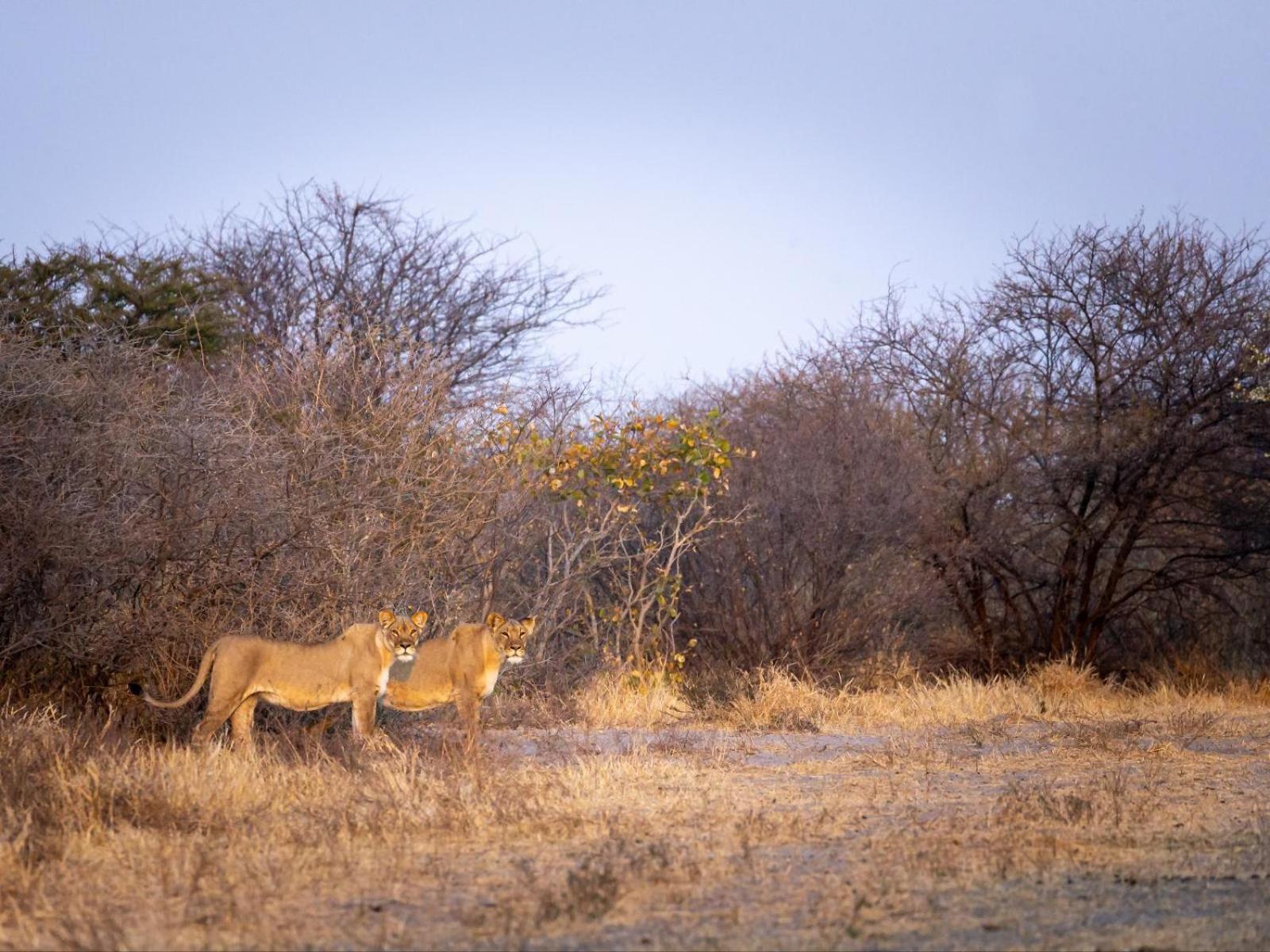 Villa Evolve Back Kalahari à Central Kalahari Game Reserve Extérieur photo